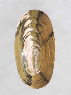 SHELL SCONE - Polished Bronze Light Fixture